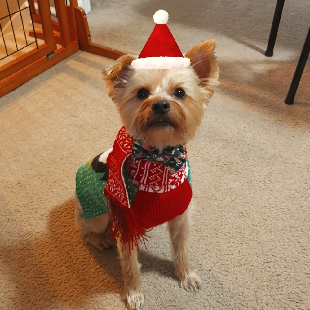 Meet your Posher, Suzie